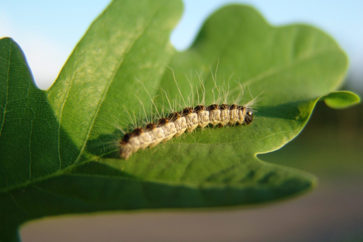 Jeuk Door Eikenprocessierups Scaled